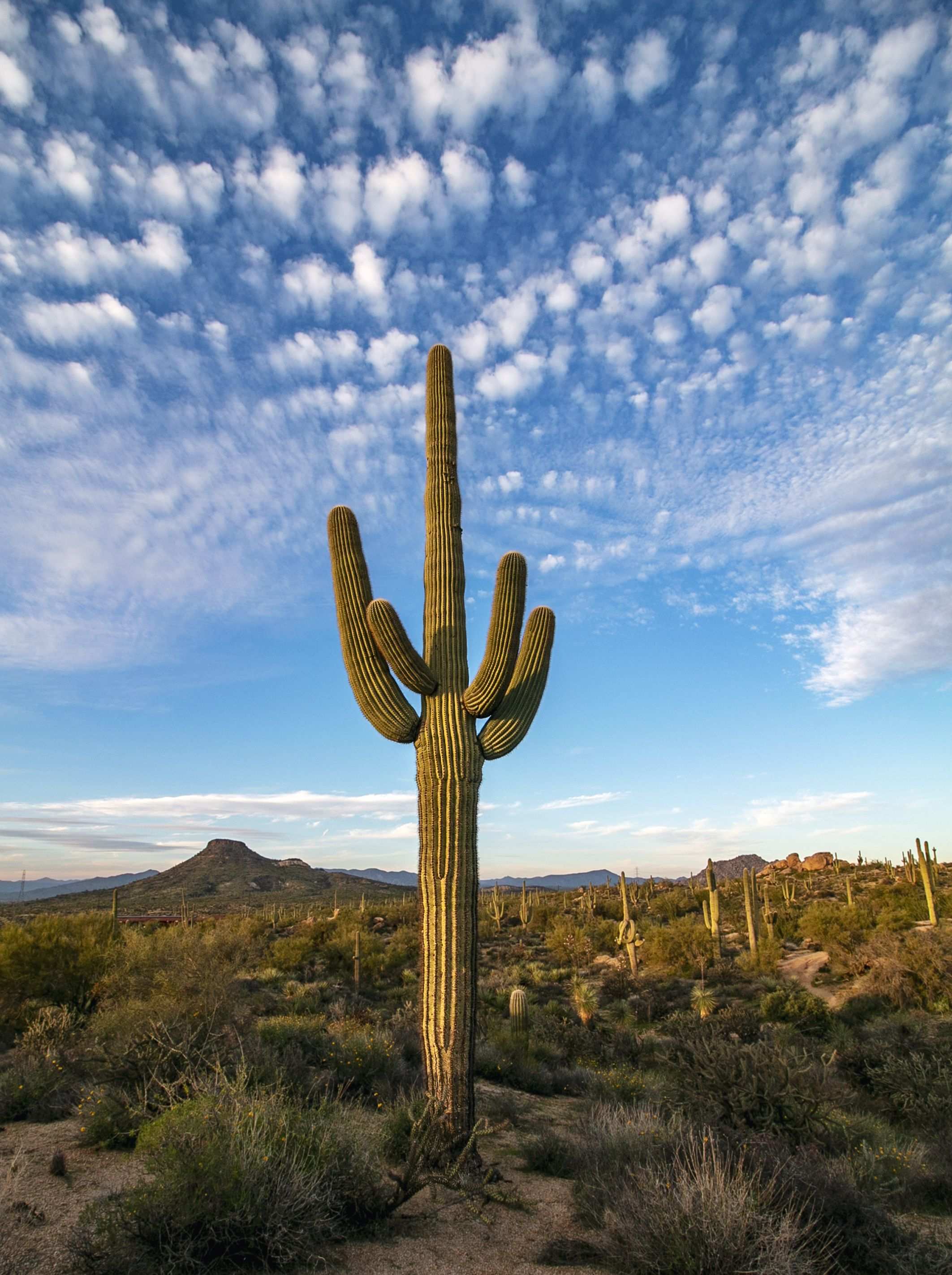 Saguaro Cactus